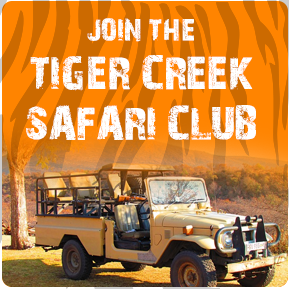 tiger creek safari resort clubhouse